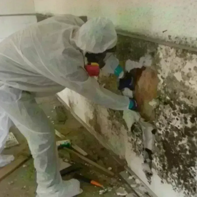 Mold Remediation and Removal in University Center, VA